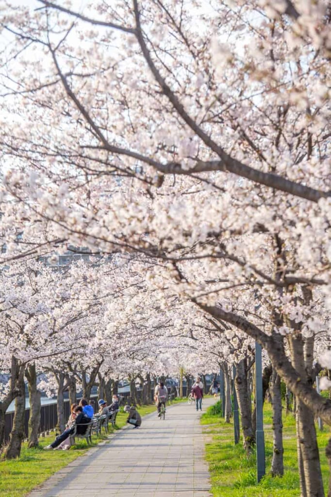 Sakura in Osaka entlang des Flusses Okawa.
