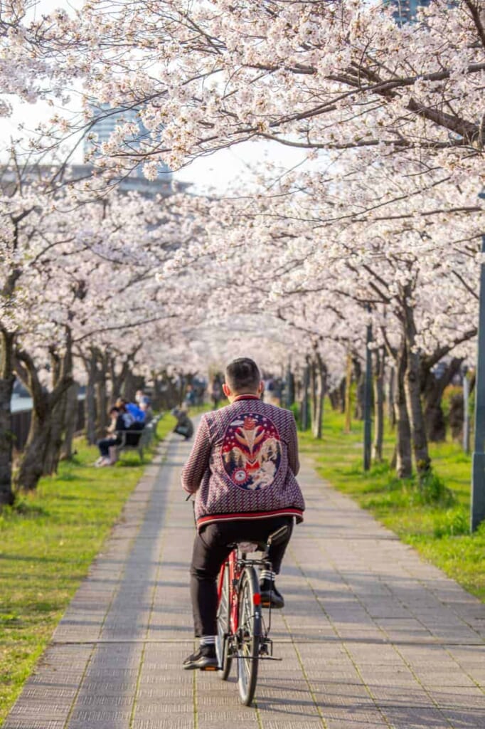 Ein Mann auf einem Fahrrad unter den Kirschblütenbäumen in Osaka.