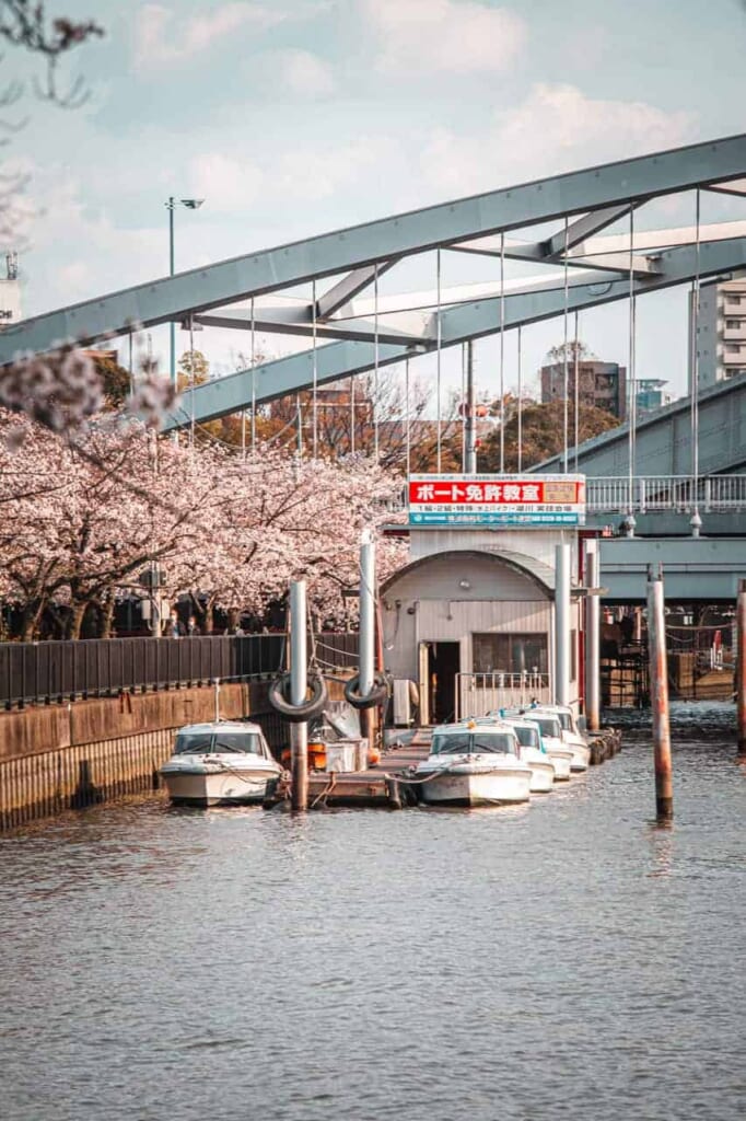 Kirschblütenfahrt auf dem Fluss Okawa in Osaka.