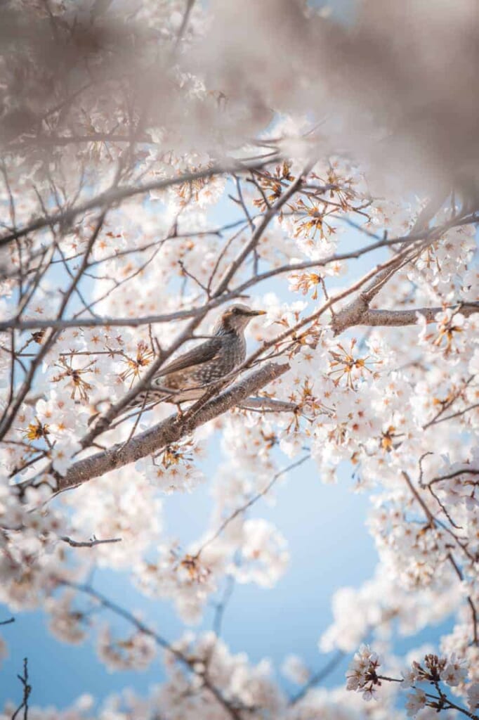 Ein Vogel in einem Kirschblütenbaum.