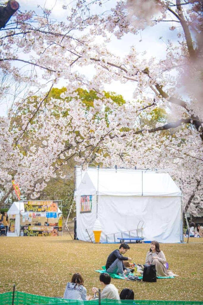 Hanami unter den Sakura in Osaka.