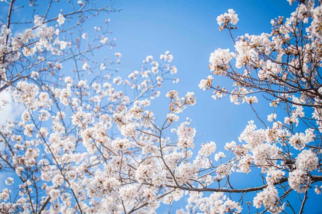 Die Kirschblüten in Osaka mit blauem Himmel.
