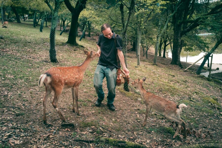 Neugierige Hirsche im Nara-Park.