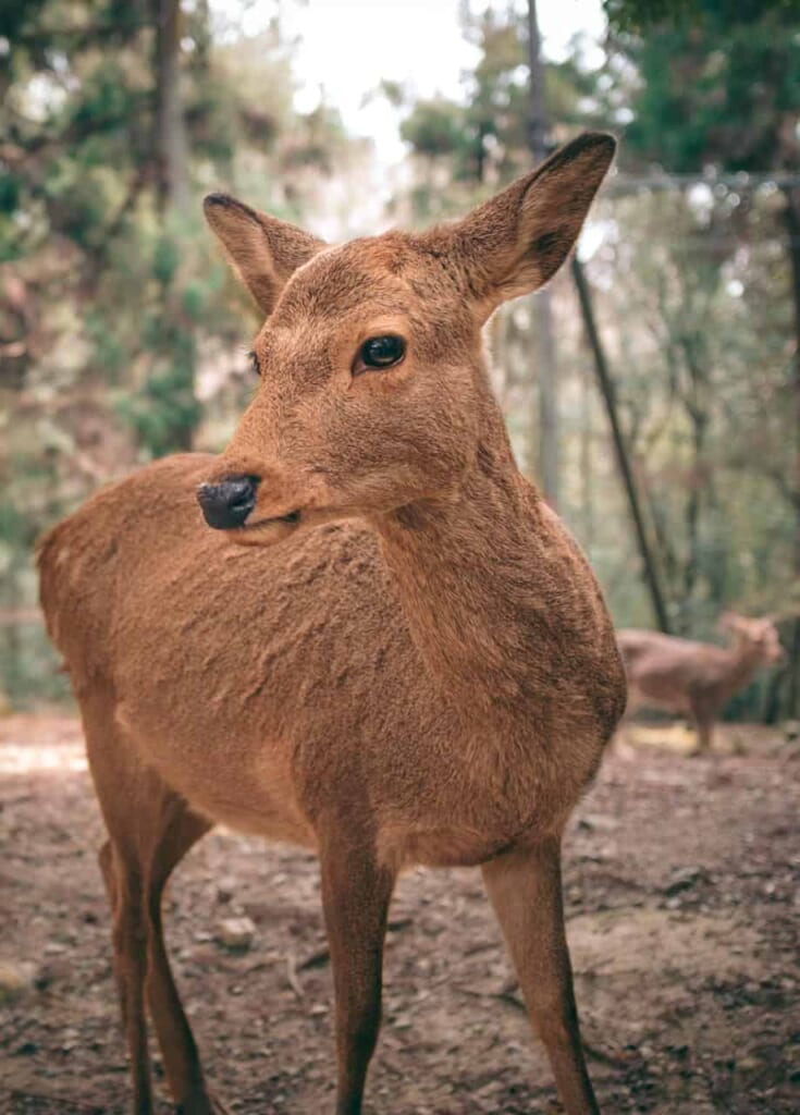 Ein Hirsch in Nara, Japan.