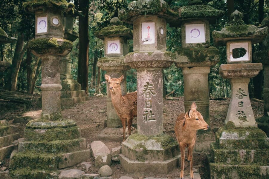 Hirsche vor Steinlaternen in Nara, Japan.