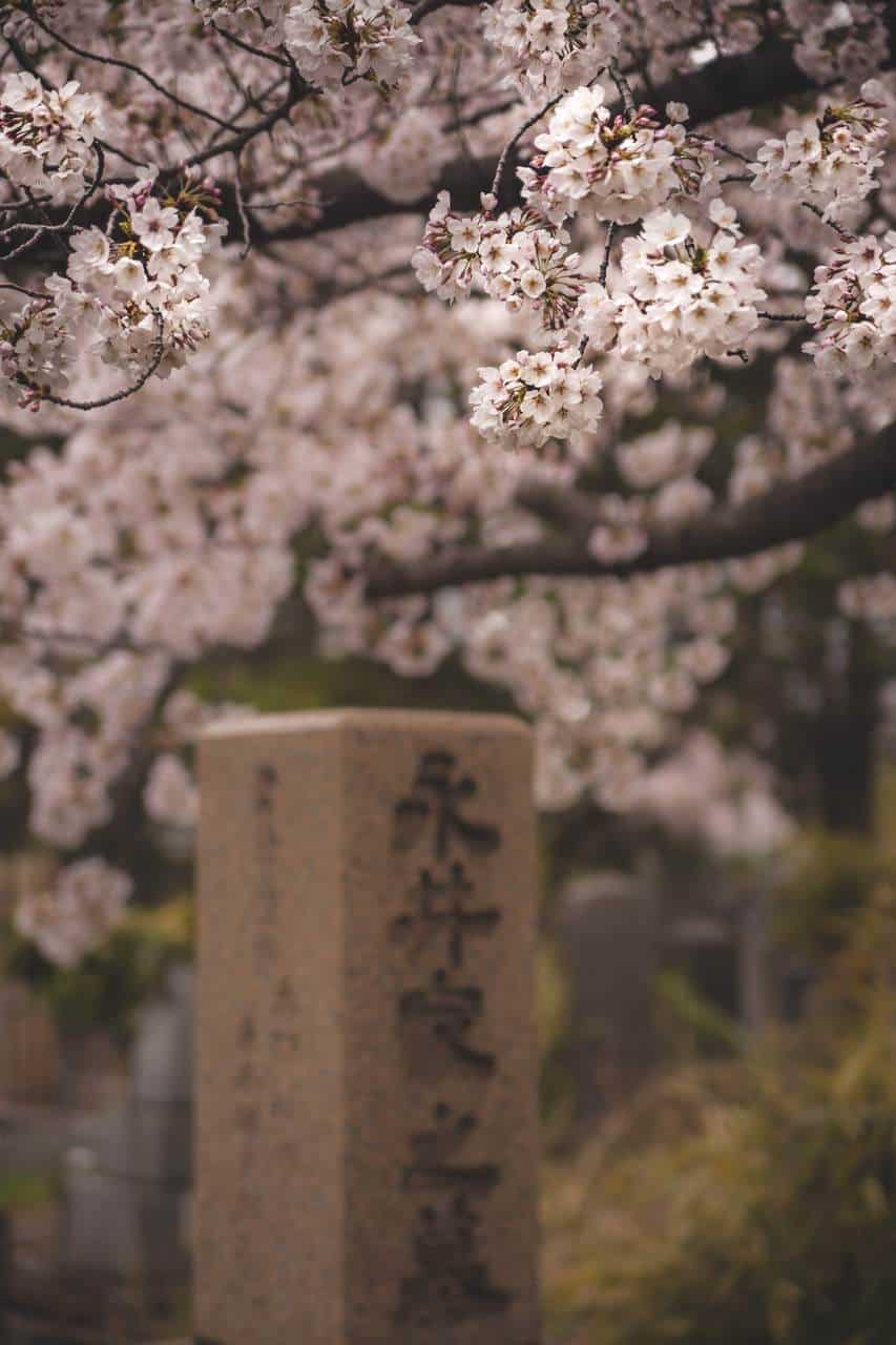 Bild von einem japanischen Grab vor Kirschblüten.
