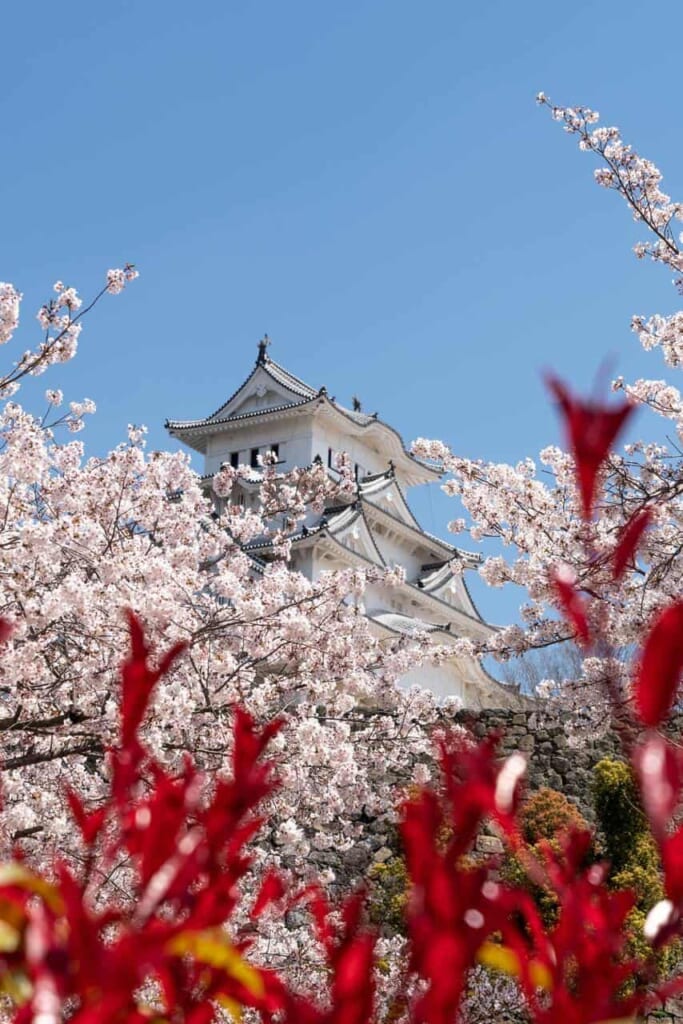 Die Burg Himeji im Hintergrund mit Kirschblüte im Vordergrund.