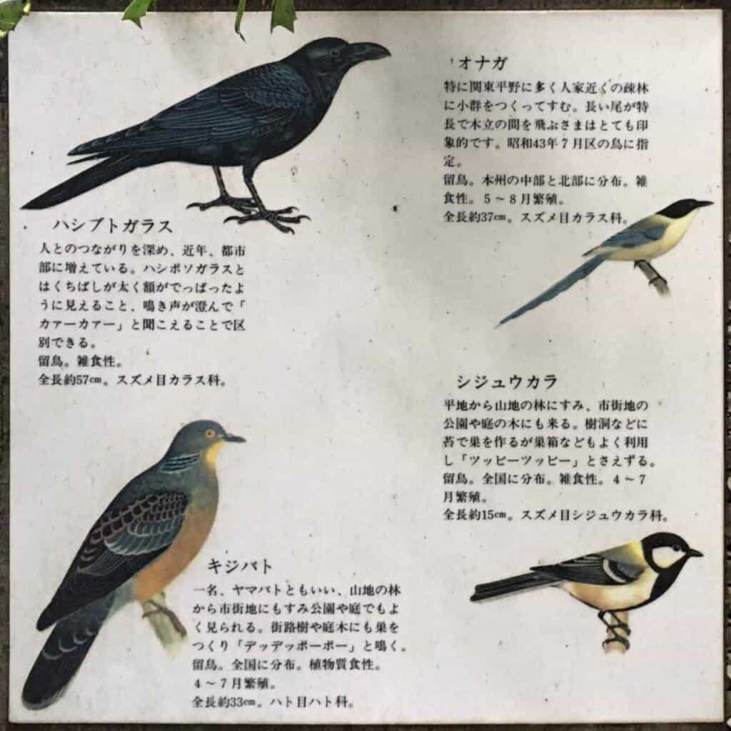 Plakat mit verschiedenen Vogelarten.