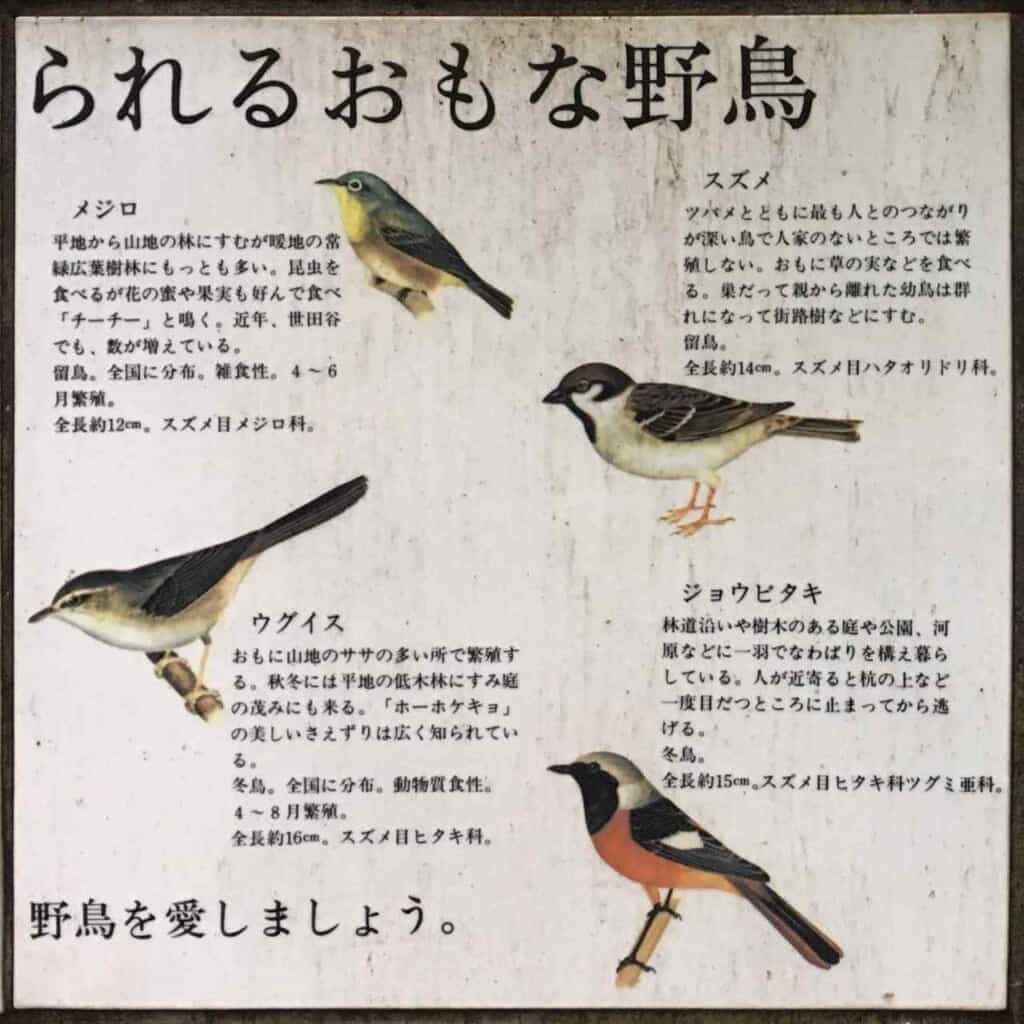 Vogelarten der Region.