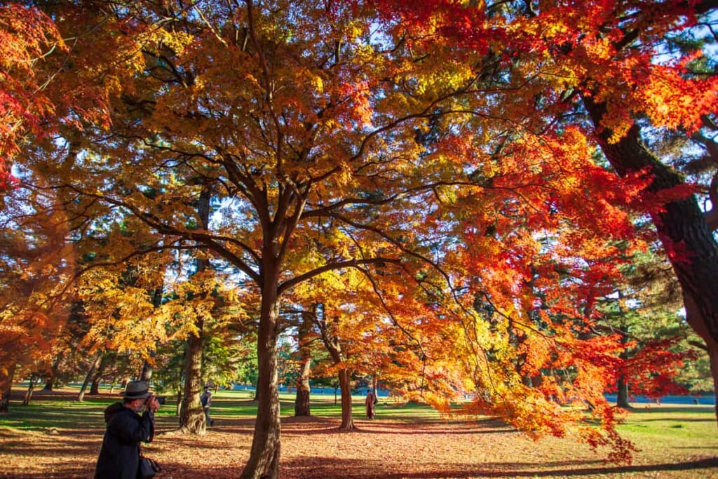 Frühmorgens beim Fotografieren der Herbstfarben in Kyoto.