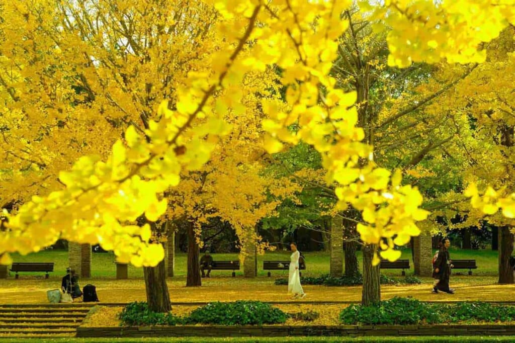 Herbstliche Ginkoblätter in Tokio.