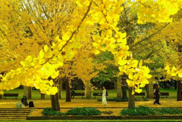 Gelbe Ginkoblätter in Tokio, Japan