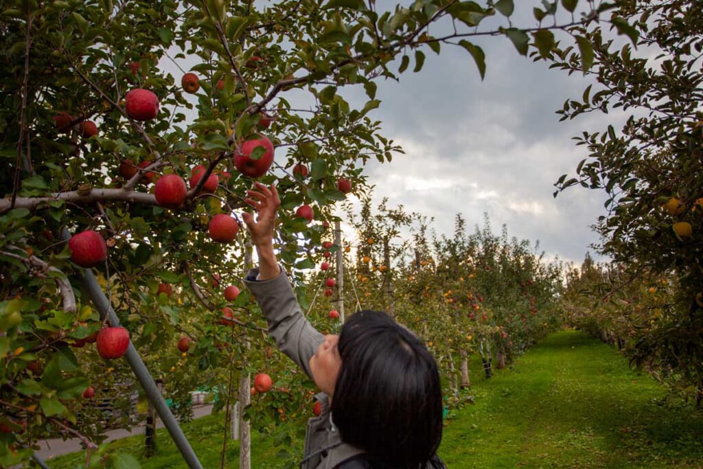 Eine Frau pflückt Äpfel in Hirosaki, Japan
