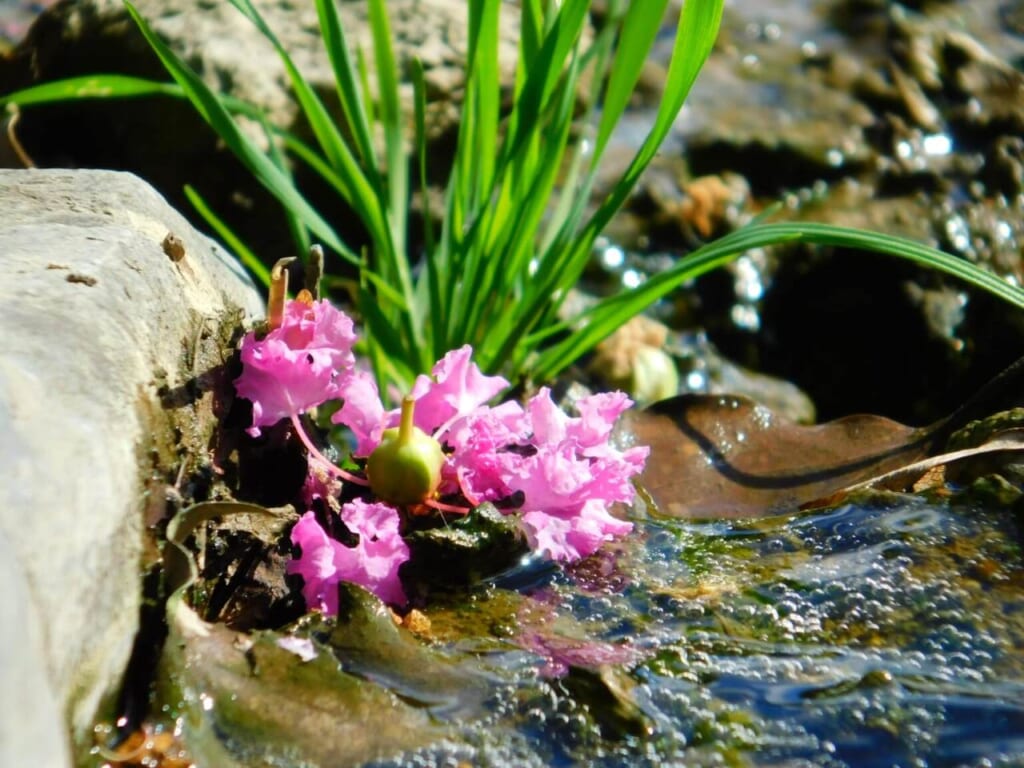 Rosa Blüten im Wasser