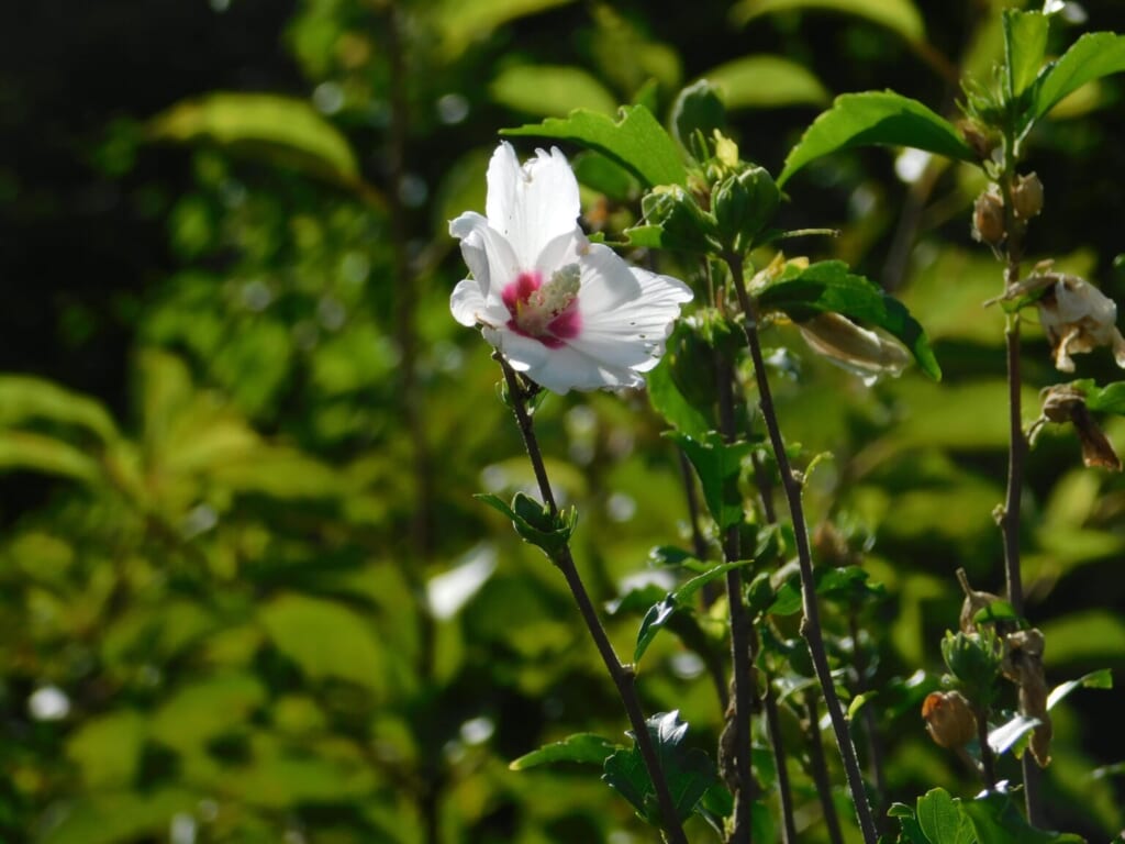 weiße Hibiskus-Blüte