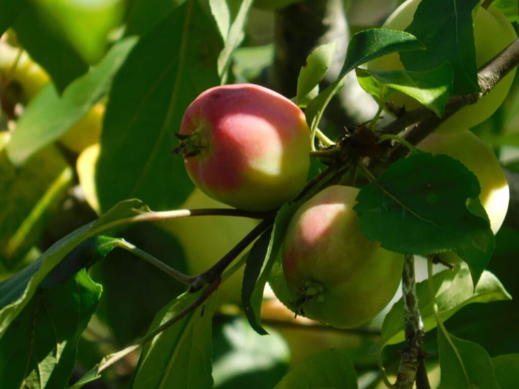 Apfel am Baum