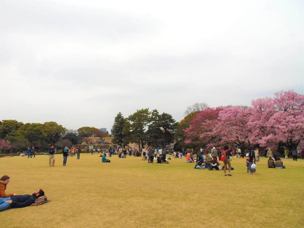 Kirschblüten im Kaiserpalast Tokio