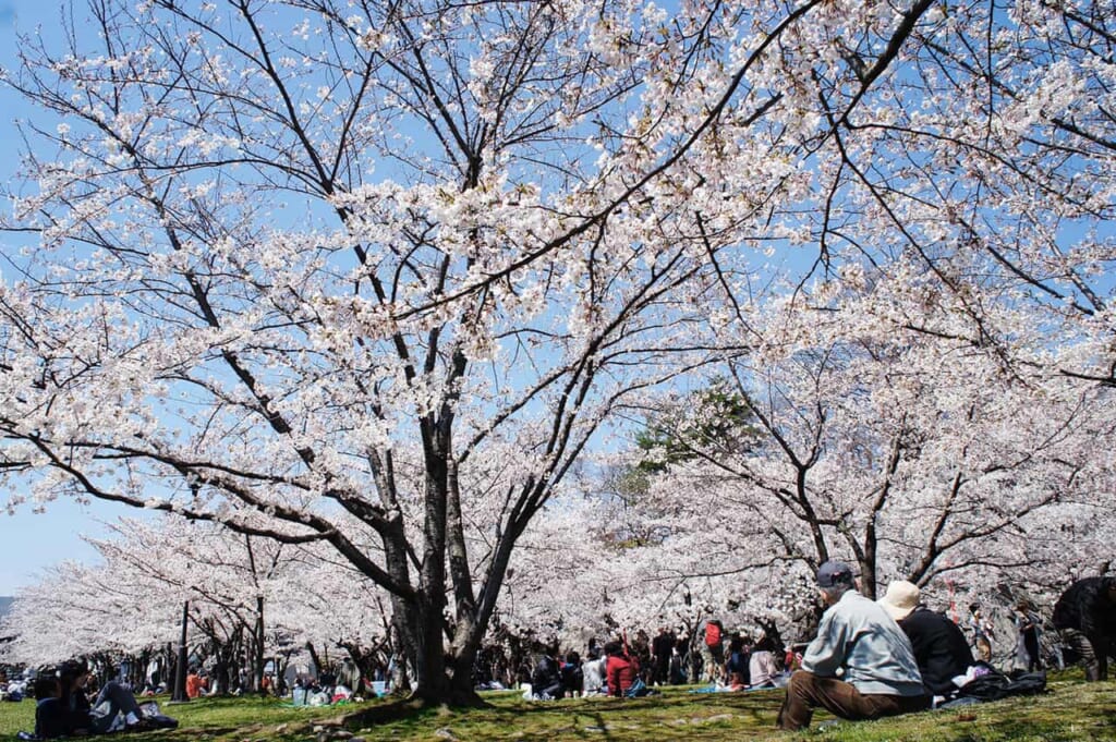 Picknick unter Kirschblütenbäumen in Japan