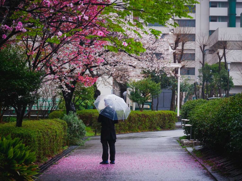 Person mit Regenschirm unter rosa Blüten in Japan