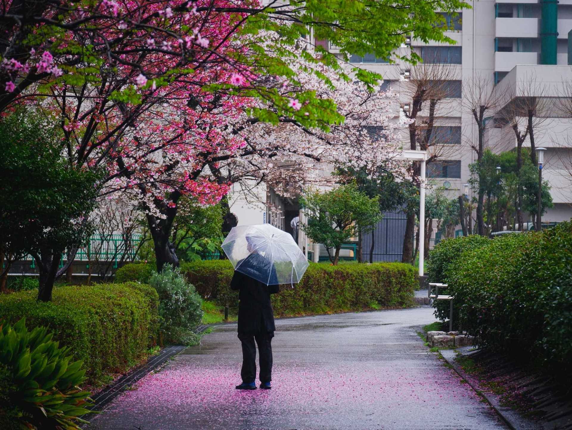 Jahreszeiten in Japan: Wie sehen sie aus und wann ist die beste Zeit, um Japan zu besuchen?