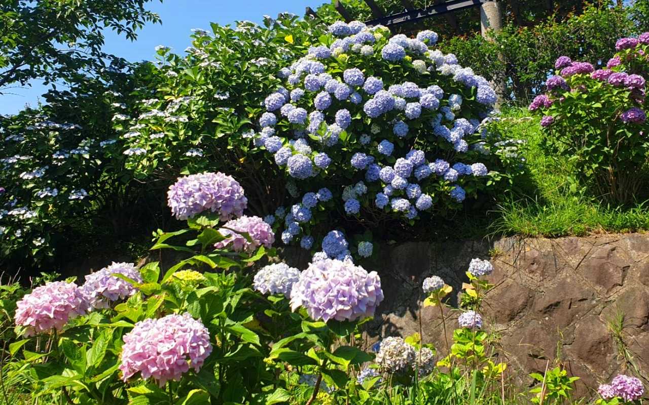 Hortensien in Japan Wann blühen sie und wo findet man sie?