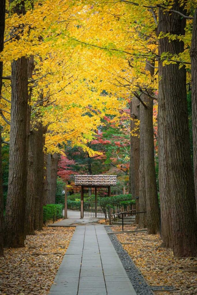 Otaguro-Park im Herbst