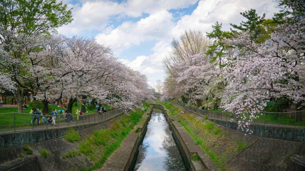 Zenpukuji-River-Park mit Kirschblüten