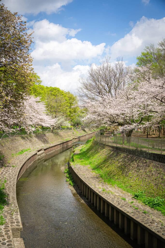 Fluss im Zenpukuji-River-Park während der Sakura-Zeit