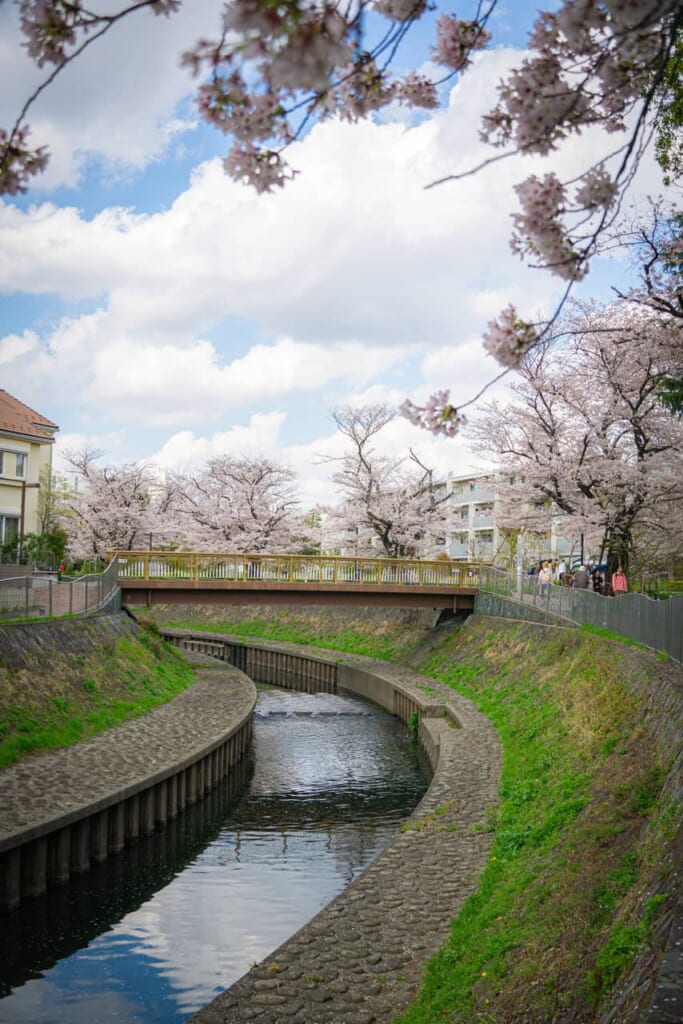 Kirschblüten im Zenpukuji-River-Park in Tokio