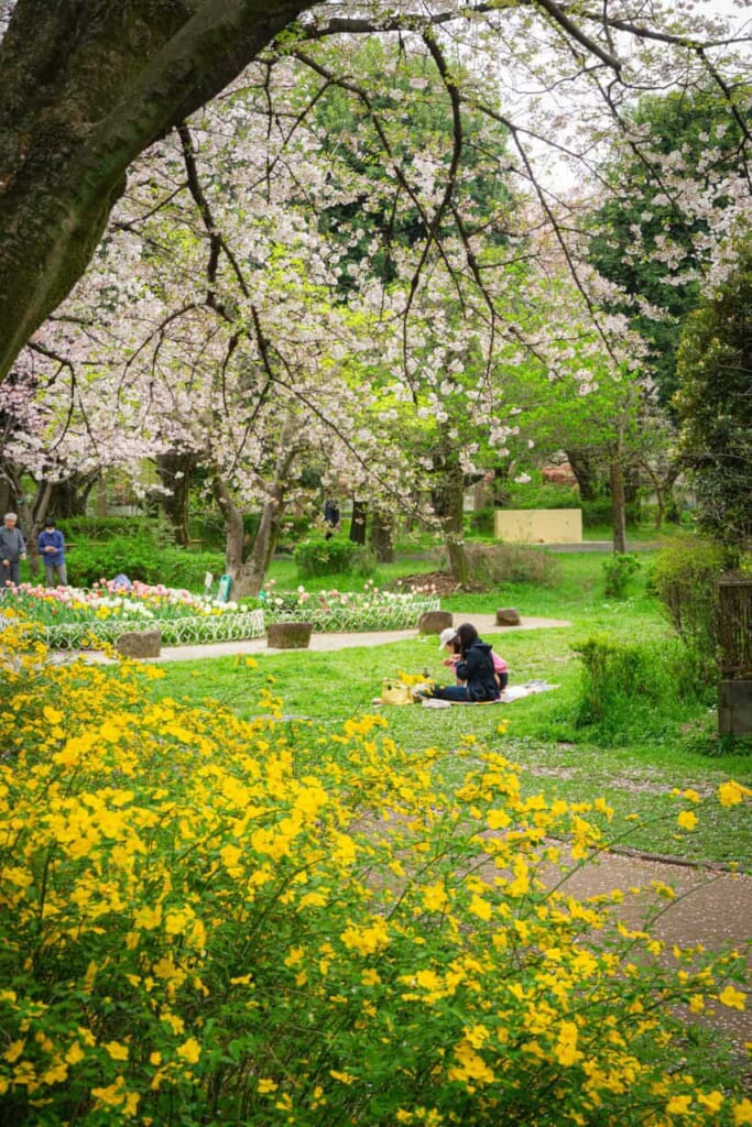 Kirsch- und Rapsblüten im Zenpukuji-River-Park