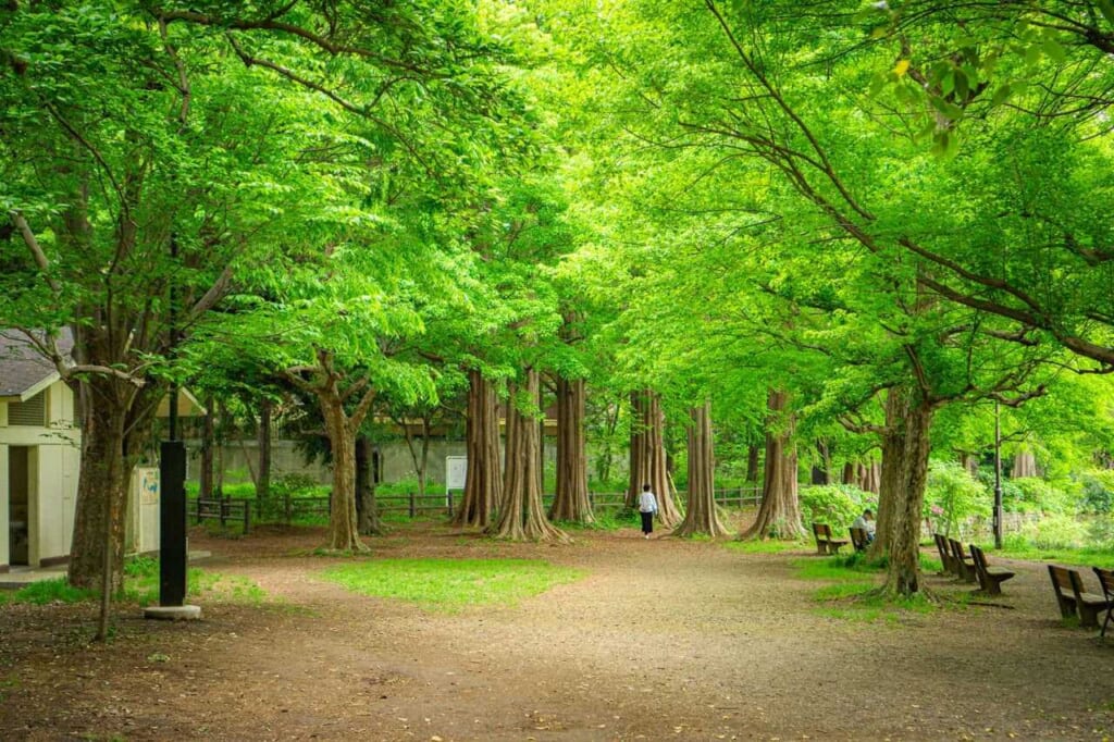 Zenpukuji-Park in Nishi-Ogikubo