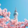 Tokyo Skytree und Kirschblüten