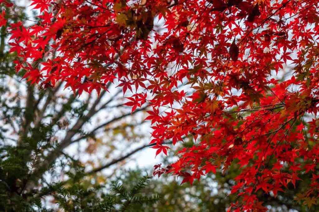 Momiji, rotgefärbter japanischer Ahorn