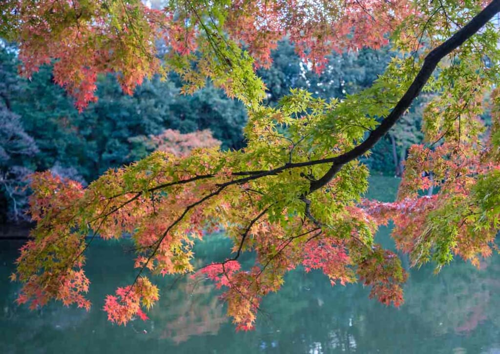 japanische Ahorn an einem Teich