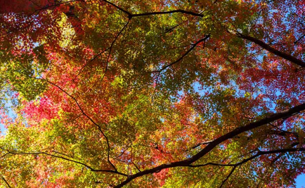 Buntes Laub im Herbst in Tokio