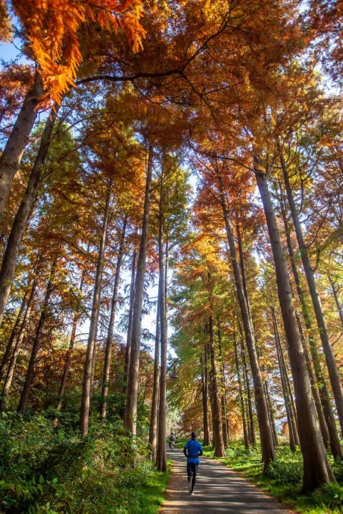 Mizumoto-Park im Herbst in Tokio