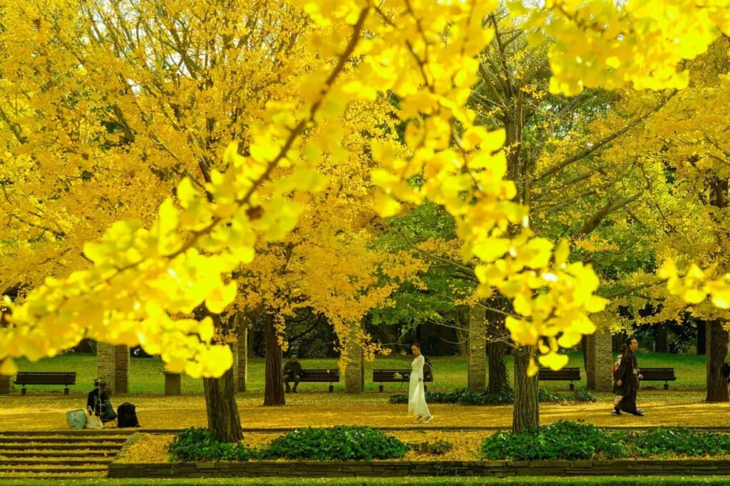 Ginkgo-Allee im Showa-Memorial-Park in Tachikawa