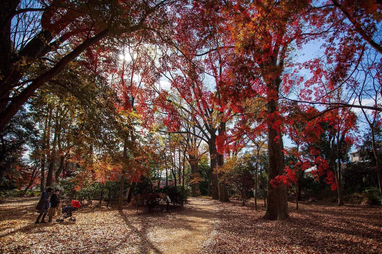 Herbst in Tokio: Die besten Orte für das Herbstlaub 2024