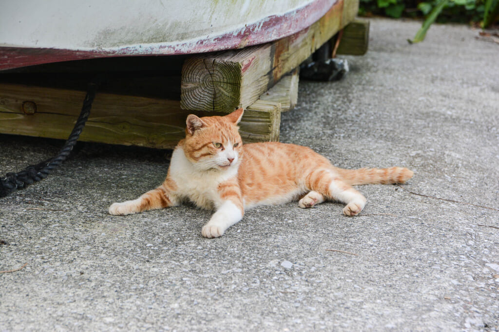 Katze auf der Insel Fukashima