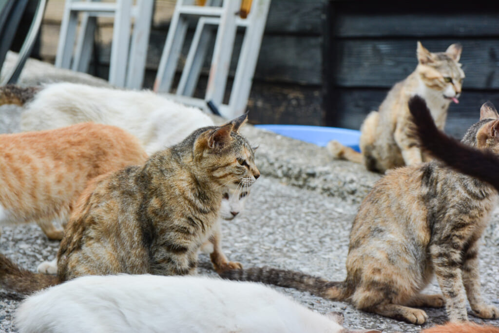 Katzen in Japan