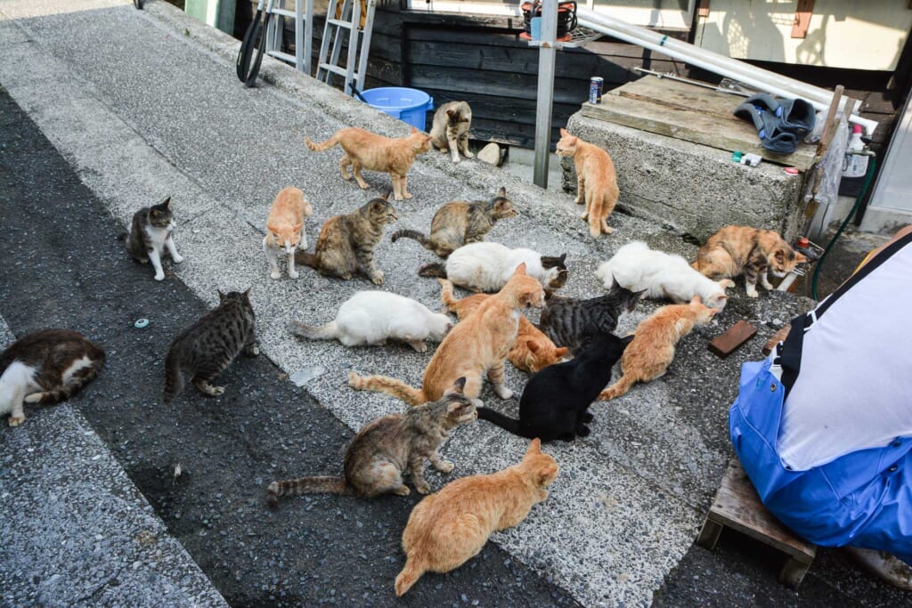 Katzen am Hafen von Fukashima