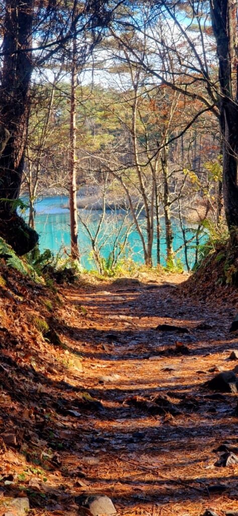 Goshikinuma-Teich im Wald