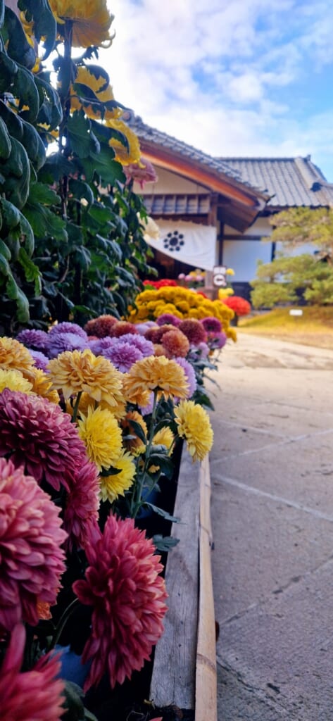 Chrysanthemen in verschiedenen Farben