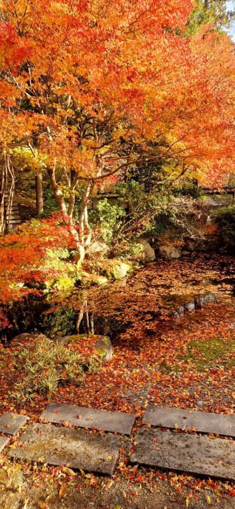 Herbstlaub in Aizu-Wakamatsu