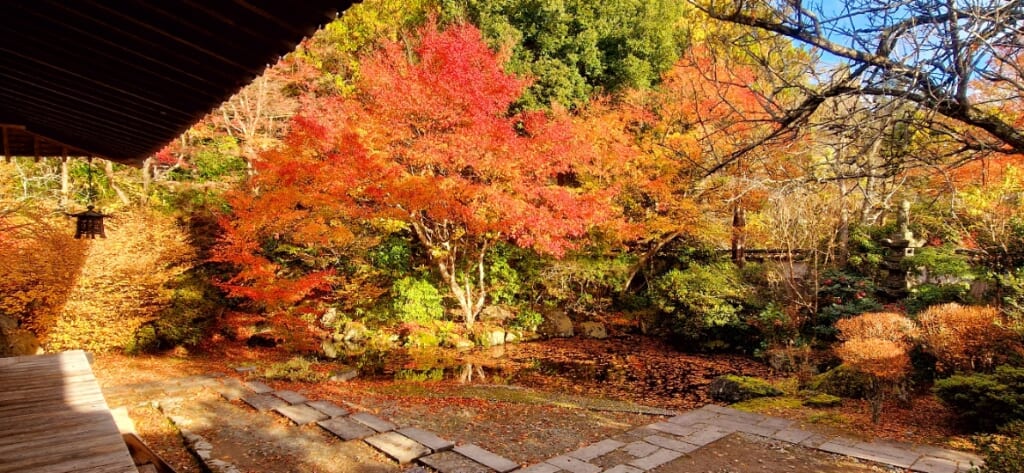 Herbstlaub in Japan