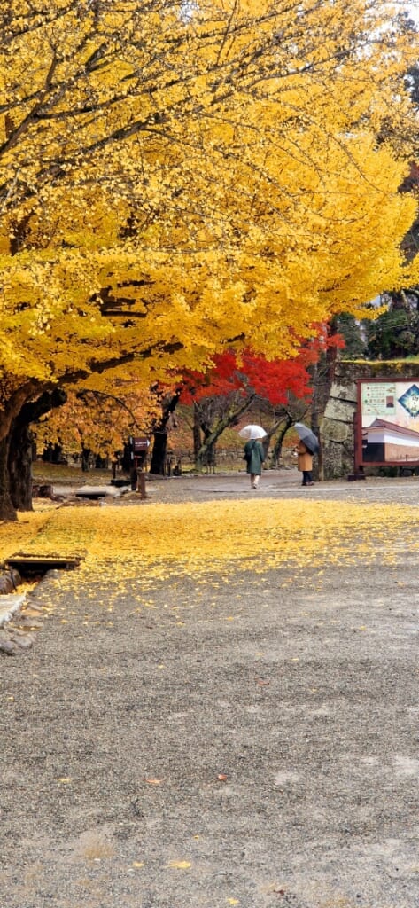 Gingkobaum auf dem Gelände der Burg Tsuruga