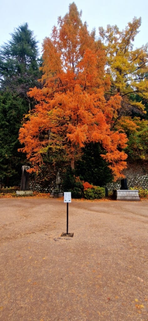 Herbstlaub in Aizu-Wakamatsu