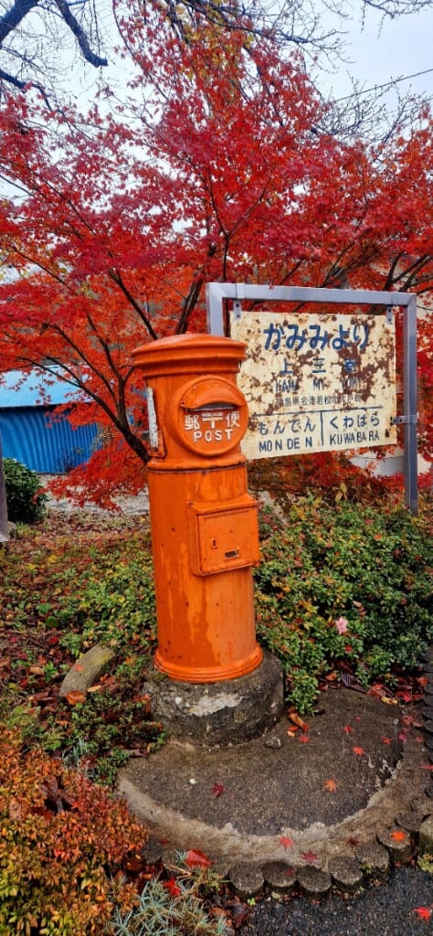 Momiji, japanischer roter Ahorn