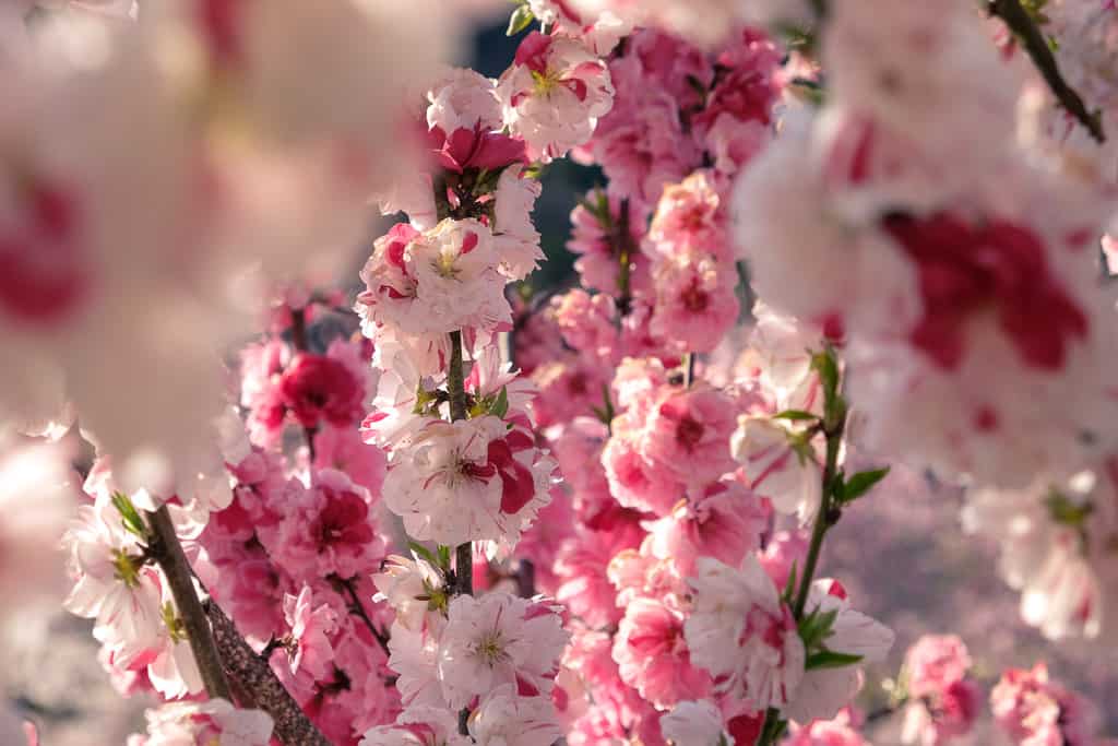 Kirschblüten in Oita, Keiseki-Park