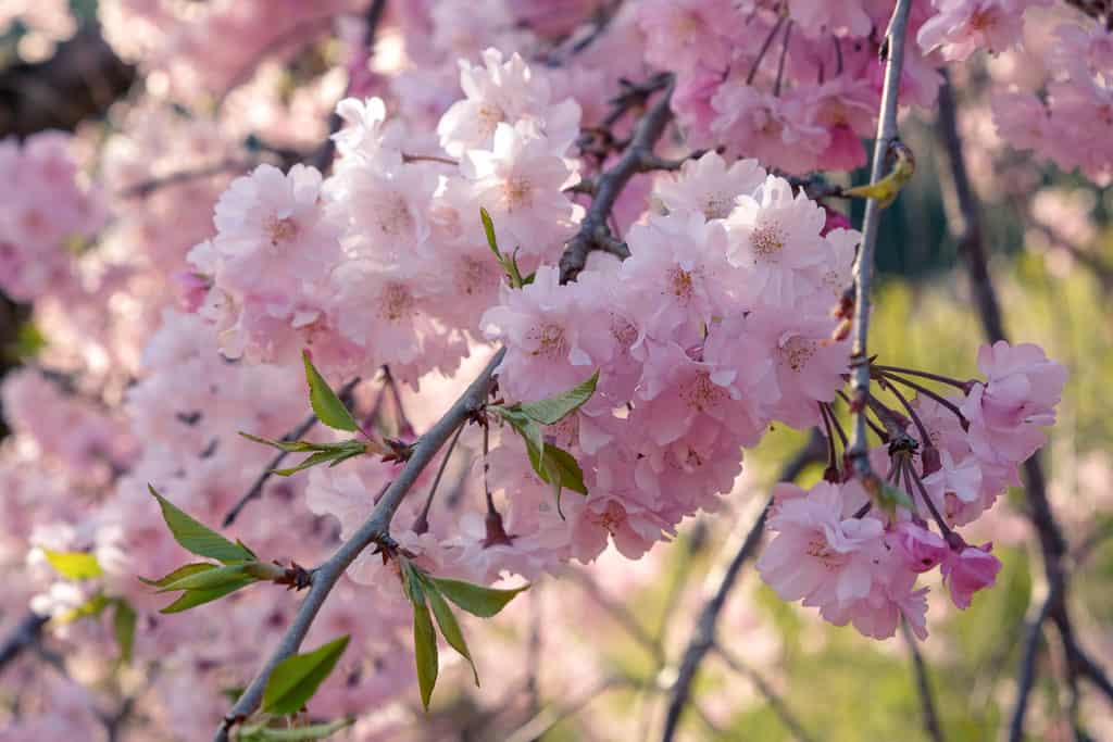 Rosa Sakura in Japan